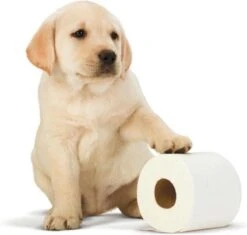 Scottex Toiletpapier - Kussenzacht Design Wc Papier - 84 Rollen 10 Scottex Toiletpapier - Kussenzacht Design Wc Papier - 84 Rollen -Huishoud Verkoop 1200x1142 2