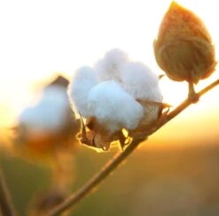 Air Wick Freshmatic Automatische Spray Luchtverfrisser - Pure Zachtheid Van Katoen Navulling - 3 Stuks - Voordeelverpakking -Huishoud Verkoop 1200x1183 9