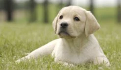 Page Toiletpapier - Eco - Duurzaam - 24 Rollen - Voordeelverpakking -Huishoud Verkoop 1200x697