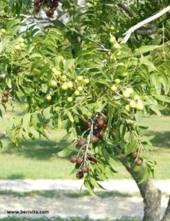 Wasnoten Start 150gr Met Waszakje - Zeepnoten - Natuurlijk Wassen 12 Wasnoten Start 150gr Met Waszakje - Zeepnoten - Natuurlijk Wassen -Huishoud Verkoop 920x1200